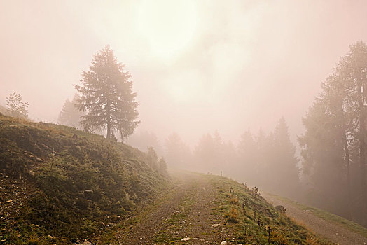 逆光,雾,卡林西亚,奥地利,欧洲