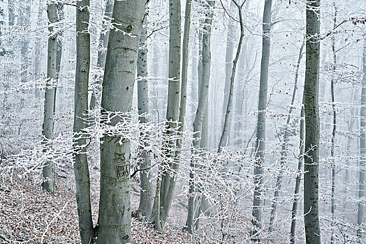 树林,山毛榉,冬天,白霜,雾