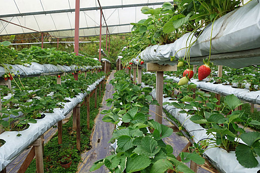 新鲜,草莓,温室