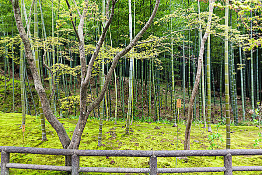 发芽,鸡爪枫,树,竹子,花园,庙宇,枝条,禅,佛教,文化遗产,岚山,京都,近畿地区,京都府,本州,日本