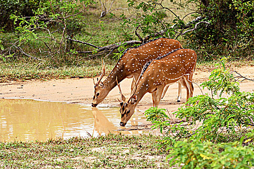 花鹿,两个,喝,水坑,国家公园,斯里兰卡,亚洲