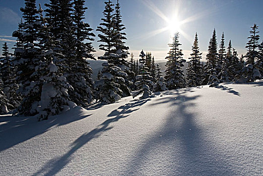 加拿大,不列颠哥伦比亚省,云杉,投影,日光,雪
