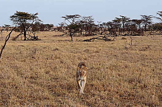 雌狮,狮子,马赛马拉,肯尼亚