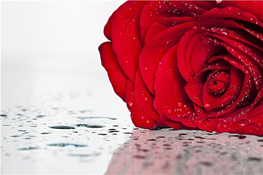 红玫瑰,白色背景,背景