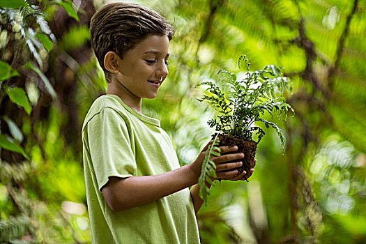 男孩,拿着,树苗,植物,微笑,树林