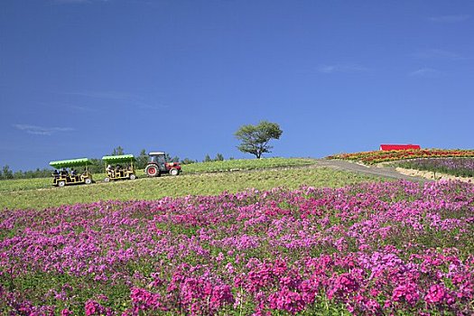 花,地点,山,摩天轮