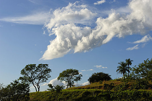 哥斯达黎加,树,天空,云