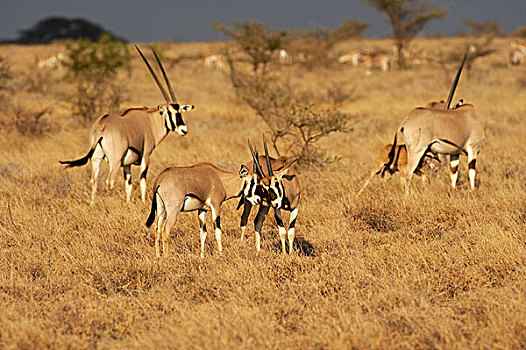 长角羚羊,牧群,大草原,马赛马拉,公园,肯尼亚