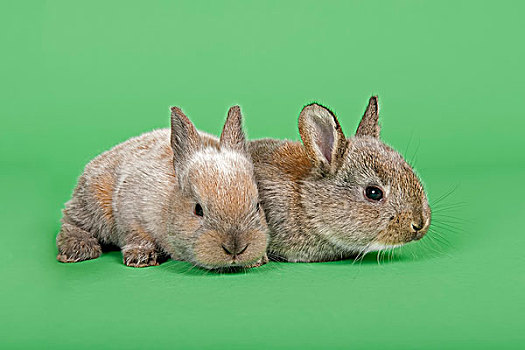 两个,驯服,兔子,兔豚鼠属