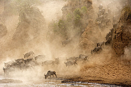 蓝角马,角马,牧群,马拉河,迁徙,肯尼亚