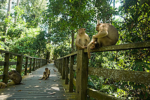 malaysia,borneo,sepilok,southern,pig-tailed,macaque,macaca,nemestrina,adult,female,with,baby,in,primary,rainforest