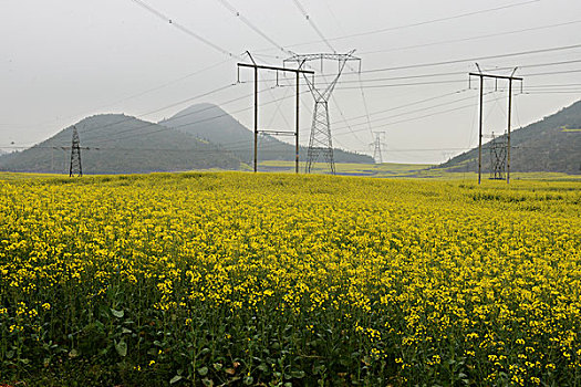 云南罗平县,乡村公路旁,油菜地,高压电柱,徐学哲摄影,尼康,年月