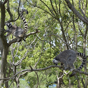 树上攀爬的环尾狐猴