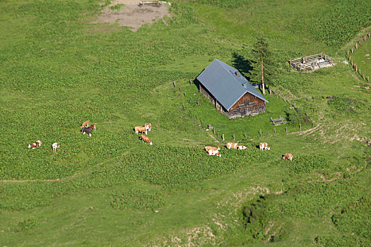 航拍,高山牧场,母牛