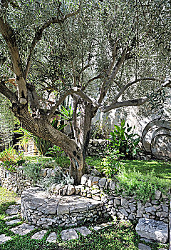 石头,长椅,橄榄树,地中海,花园
