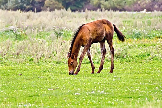小马,褐色,牧场