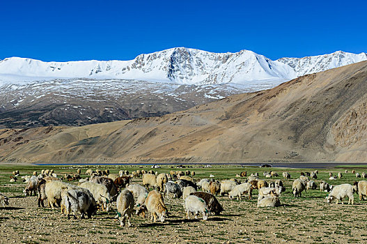 羊群,放牧,高度,积雪,山,远景,拉达克,查谟-克什米尔邦,印度,亚洲