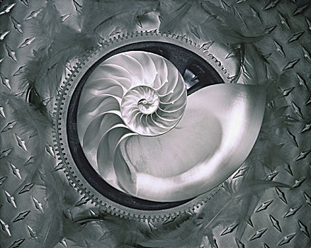 鹦鹉螺贝壳,金属,表面
