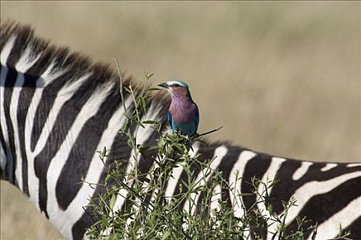 紫胸佛法僧鸟,紫胸佛法僧,坐在树上,白氏斑马,斑马,背景,肯尼亚