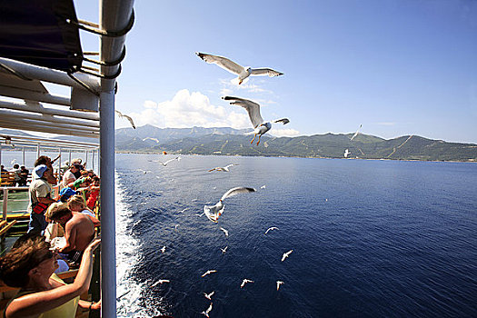 东北方,爱琴海岛屿,游客,喂食,海鸥,渡轮