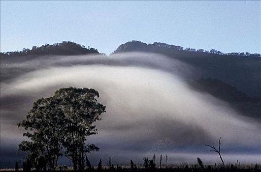 晨雾,灰尘,雾,沃伦邦格尔国家公园,澳大利亚