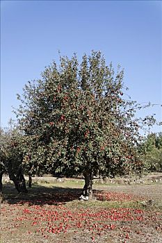 苹果树,高原,克里特岛,希腊