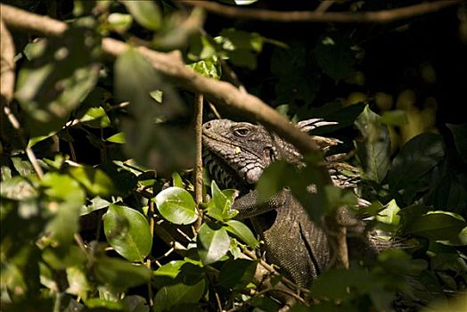 鬣蜥蜴,植物,美国维京群岛