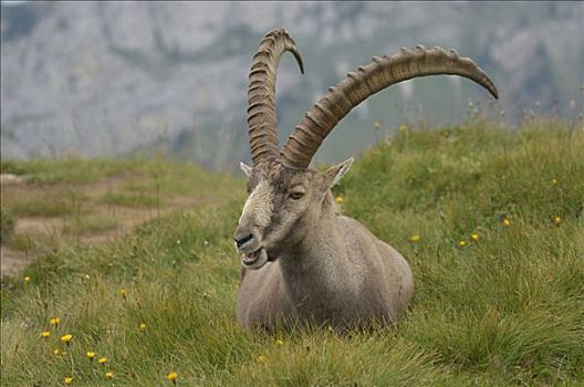 阿尔卑斯野山羊,羱羊,伯恩,瑞士