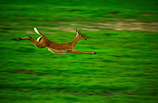 黑斑羚,跳跃,博茨瓦纳