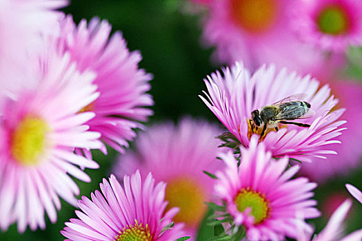蜜蜂,灌木,花