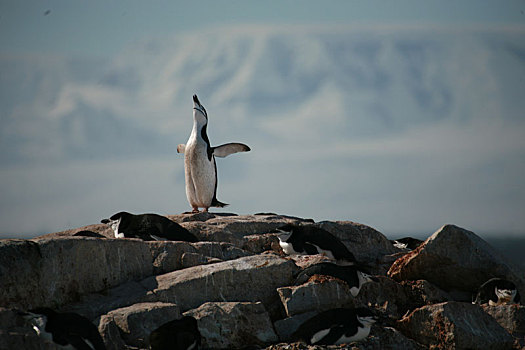 南极冰山岩石企鹅