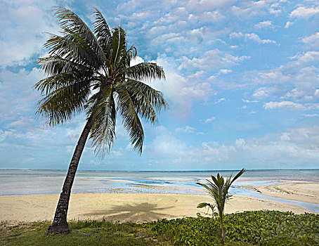 棕榈树,海滩,关岛
