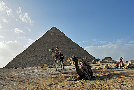 单峰骆驼,阿拉伯,骆驼,正面,金字塔,吉萨金字塔,开罗,埃及,非洲