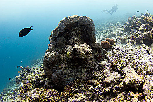 珊瑚,背影,环礁,马尔代夫,印度洋