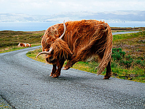 高原牛,斯凯岛,苏格兰,英国,欧洲