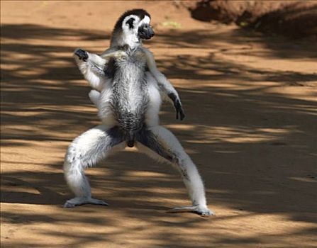 白色,狐猴,马达加斯加狐猴,跳舞,技能,捆绑,竖立,上方,地面,跳跃,树,灵长类,叫