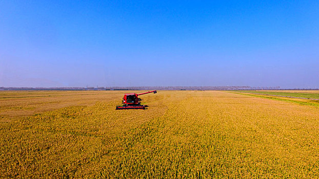航拍大型收割机收水稻