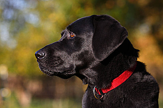 黑色拉布拉多犬,雄性,头像,德国,欧洲
