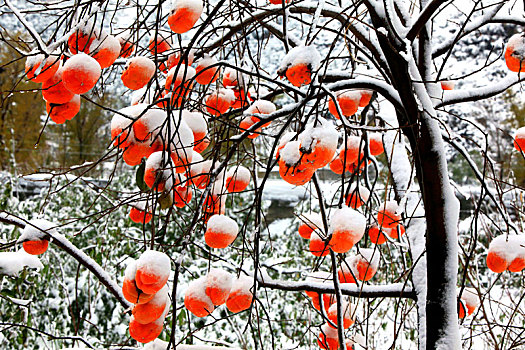 雪后柿树
