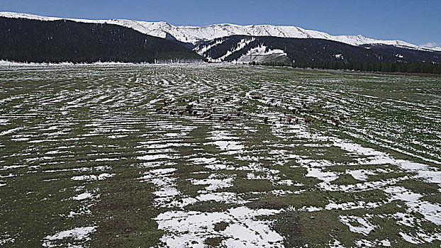 强冷空气南下,青青草原遇上皑皑白雪