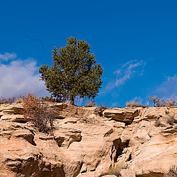 树,悬崖,帕瑞亚谷,犹他,美国