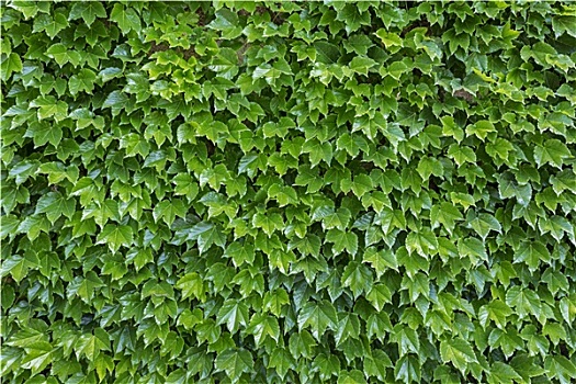 爬山虎图片-爬山虎图片大全-爬山虎图片素材