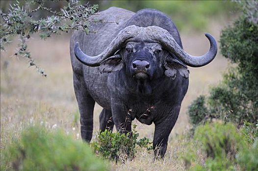 非洲水牛,南非水牛,老,雄性动物,破损,牛角,禁猎区,肯尼亚,非洲