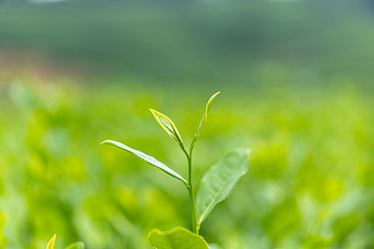 龙井茶园