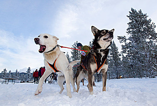 雪撬,狗,开端,线条,阿拉斯加,爱斯基摩犬,碳,山,比赛,靠近,怀特霍斯,育空地区,加拿大