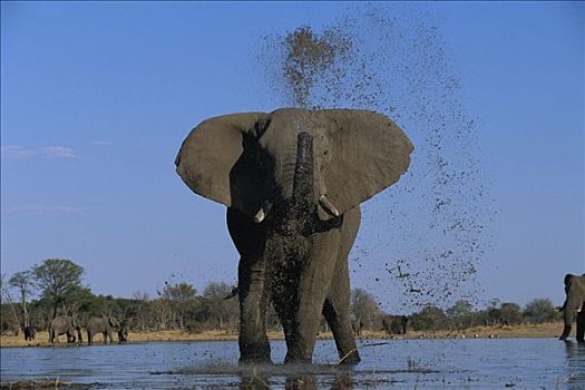 非洲象,雄性动物,飞溅,水,夏天,莫瑞米,保存,博茨瓦纳