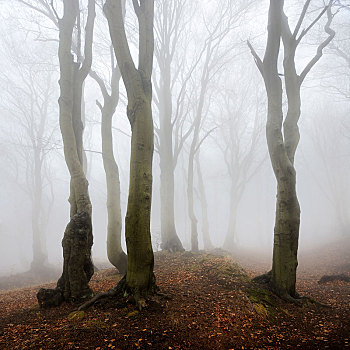 神秘,树林,雾,繁茂,空,山毛榉,秋天,矿,山,捷克共和国,欧洲