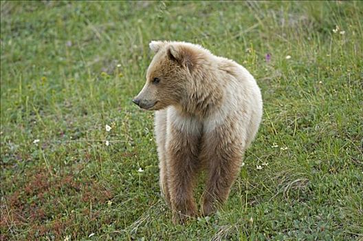 棕熊,德纳里峰国家公园,阿拉斯加,美国