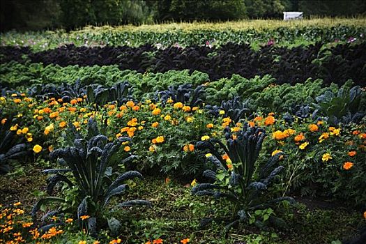 培育,花坛,花园,瑞典