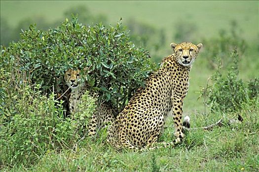 印度豹,幼兽,猎豹,马赛马拉,肯尼亚